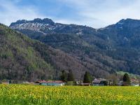 Löwenzahnwiese bei Aschau mit Kampenwand und Scheibenwand